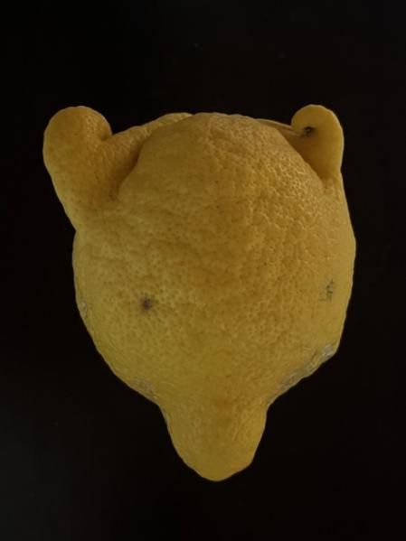 Limón con forma de cabeza de oso.