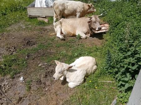 La familia bovina del Pirineo.