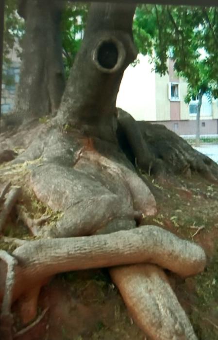 Raíz descansando, en la Rambla del Caçador de Barcelona.