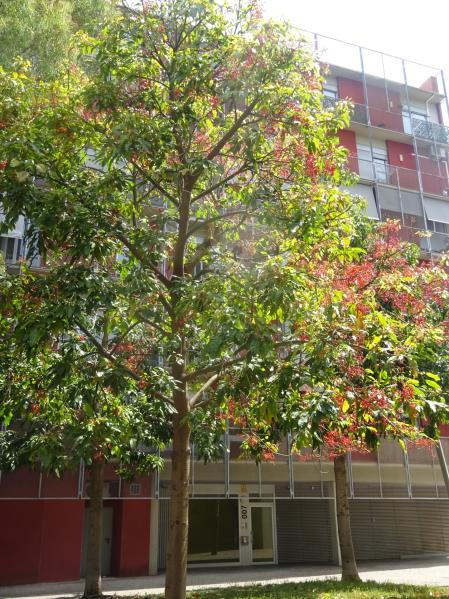 Edificio mimetizado con el árbol.