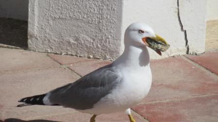 La gaviota buscavidas.
