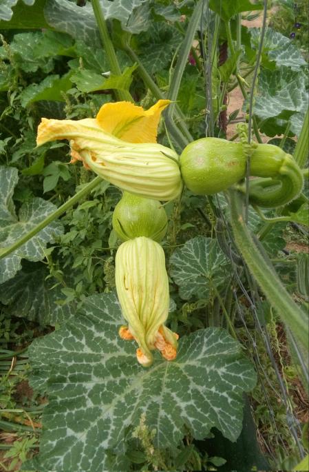 La calabaza es una fruta.