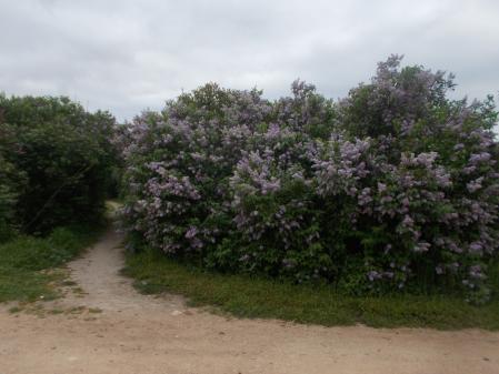 El camino a la Arcadia en la Quinta de Torre Arias.