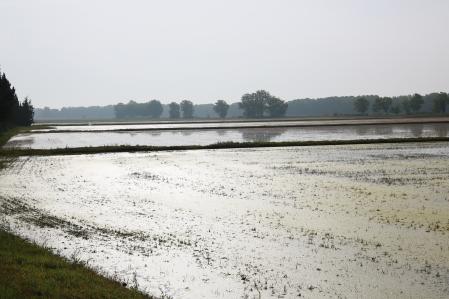Campo de arroz en Fontanilles.