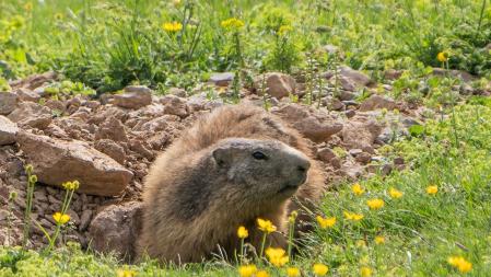 Marmotas en el Berguedà.