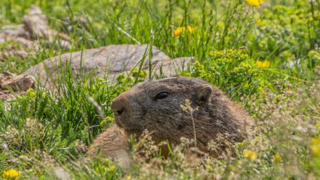 Marmotas en el Berguedà.