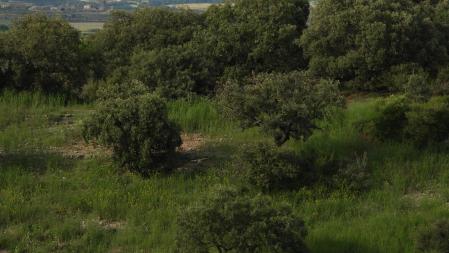 Reto visual: ¿Dónde está el milano real?