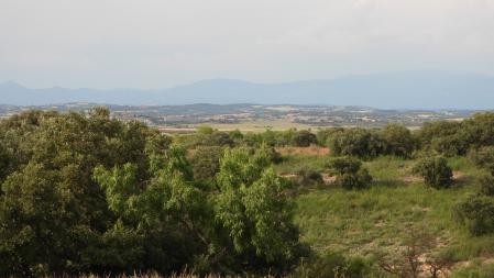 Reto visual: ¿Puedes localizar al milano real?