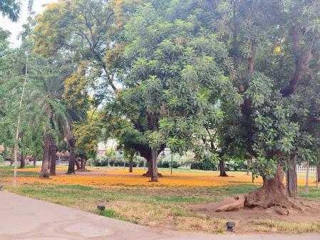 La alfombra amarilla del Turó Park.