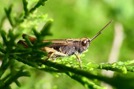 Saltamontes marrón del género 'Orphulella'.