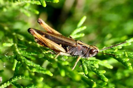 Langosta marrón encima de una hoja.