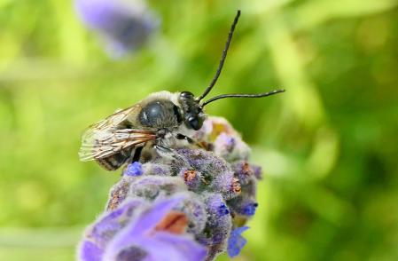 El macho de la abeja de celofán desigual (Colletes inaequalis), en las flores de lavándula del jardín de las clarisas de Vilobí d'Onyar.