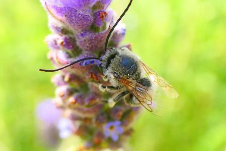 El macho de la abeja de celofán desigual (Colletes inaequalis), en las flores de lavándula del jardín de las clarisas de Vilobí d'Onyar.