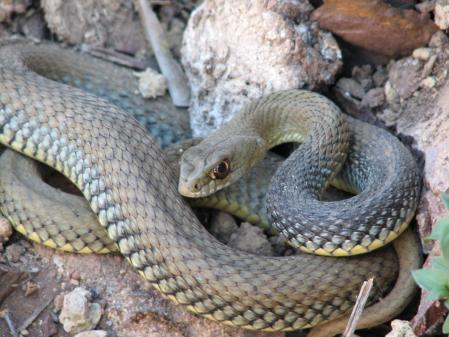 Culebra bastarda o de Montpellier (Malpolon monspessulanus), la gran culebra verde.
