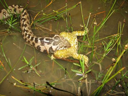 Culebra viperina (Natrix maura), deglutiendo a un sapo corredor, cuya denominación científica es (Epidalea calamita), que etimológicamente provienen del griego y del latín, debido a las manchas de la librea de dicha especie, y del hábitat dónde vive.