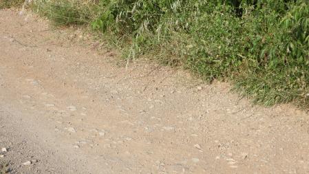 Reto visual: ¿Eres capaz de ver a las dos mariposas?