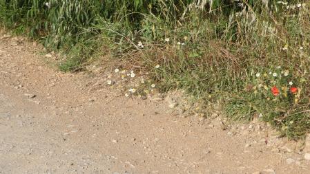 Reto visual: ¿Me ayudas a encontrar a la mariposa?