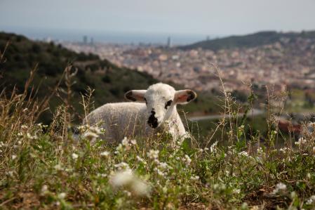 Una oveja pasta cerca del Mirador de Montbau, en la serra de Collserola de Barcelona,&nbsp;