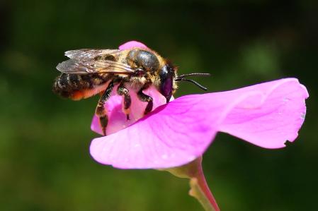 La abeja cosmopolita.