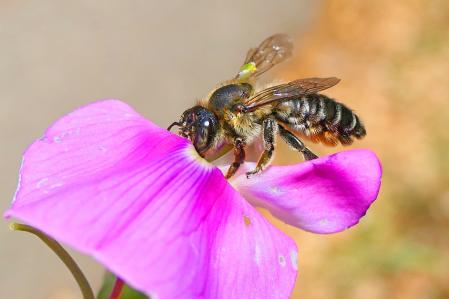 La abeja cosmopolita.