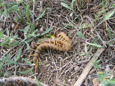 Scolopendra, habiendo depredado y extrayendo los jugos a una oruga.