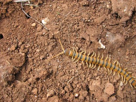 Scolopendra.
