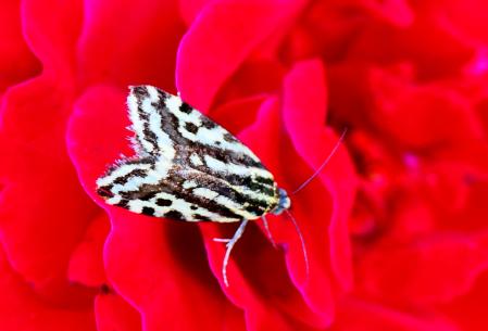 Acontia trabealis macho.