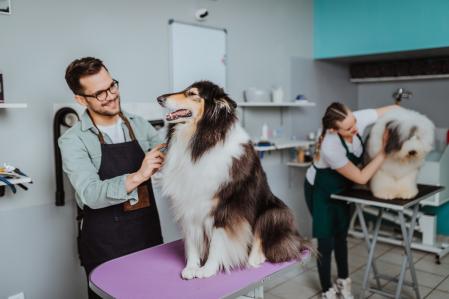 Curso de Peluquería Canina