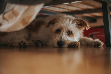 Algunos perros se esconden debido al ruido de los petardos.&nbsp;