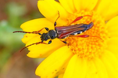 Escarabajo dactilopálmulo, en el jardín de las clarisas de Vilobí d'Onyar.