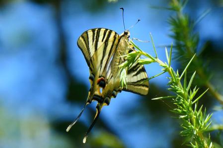 La mariposa chupaleches, retratada en Vilobí d'Onyar.