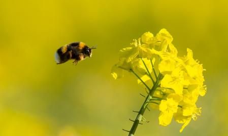 Un abejorro, con su característica franja blanca abdominal&nbsp;