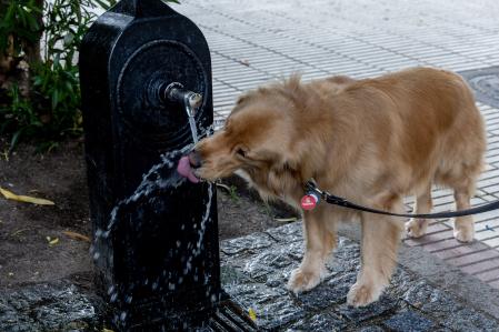 Los perros que beben agua en exceso pueden padecer diabetes