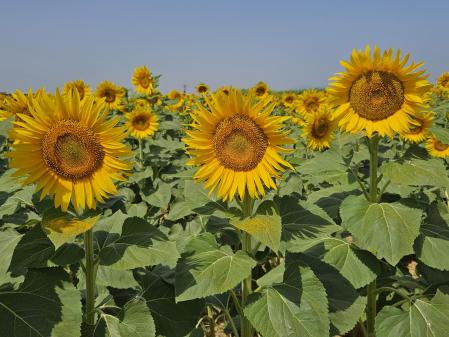 Girasoles en el Alt Empordà.