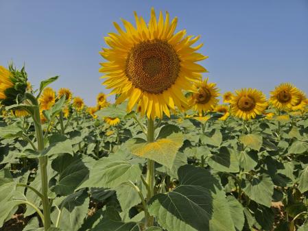 Girasoles en el Alt Empordà.