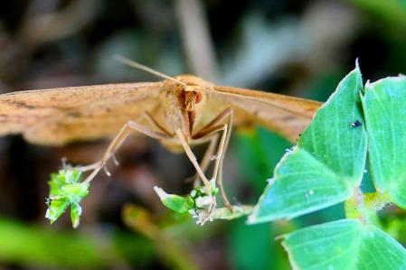 Herpetogramma licarsisalis, en el jardín de las clarisas de Vilobí d'Onyar.