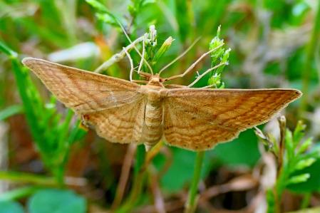 Herpetogramma licarsisalis, en el jardín de las clarisas de Vilobí d'Onyar.