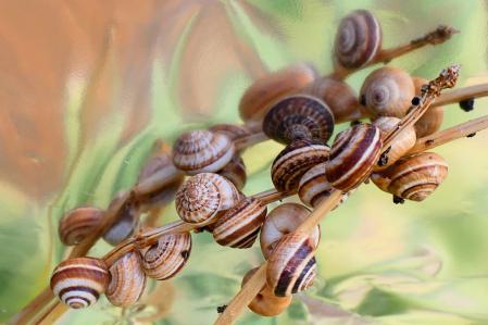 Caracoles en racimo para sobrellevar mejor el calor, en los jardines de las clarisas de Vilobí d'Onyar.