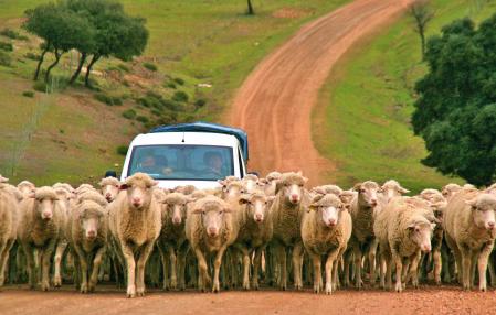Las merinas siberianas producen una inmejorable lana codiciada en todo el mundo