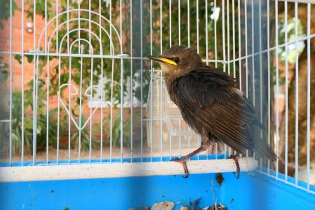 Cría de estornino rescatada con éxito por las clarisas de Vilobí d'Onyar.