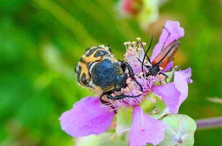 Escarabajo abeja, el peludo y longicornio.