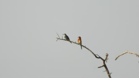 Reto visual: ¿Eres capaz de ver a los dos abejarucos?.