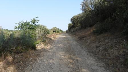 Conejos escondidos en un camino de bosque de Lleida