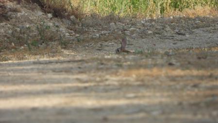 Segundo conejo escondido en el camino de Altet.