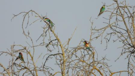 Pista del reto visual de los abejarucos.