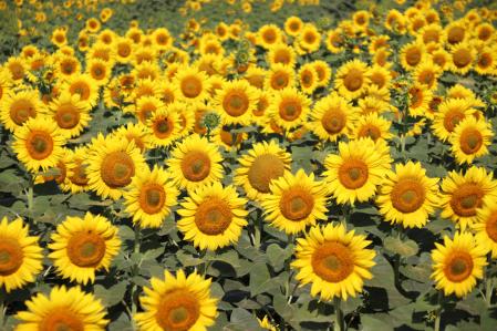 Girasoles en un campo de Serra de Daró.