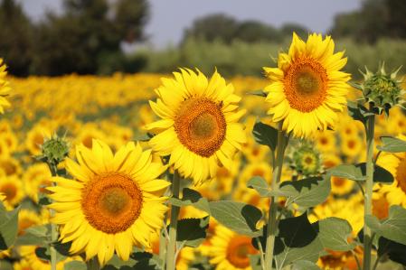 Girasoles en un campo de Serra de Daró.