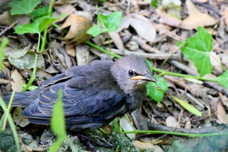 El estornino liberado.