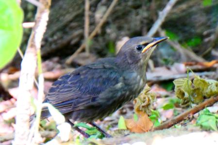 El estornino liberado.