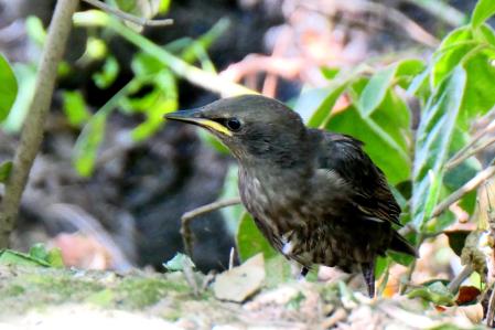 El estornino liberado.